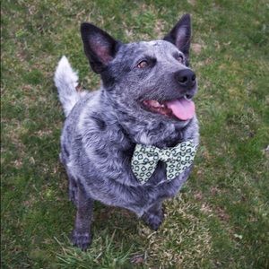 Meet your Posher, Trenton